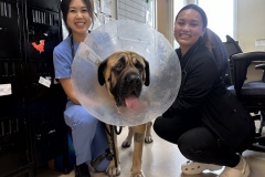 Dr.-Crystal-Lauw-and-Mandi-Khamphannourith-with-Vet-Services-and-Hilo-A0057776551-for-PACT-Exam-2