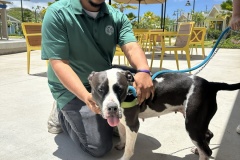 Patrick-Provencio-with-Pata-A0056681341-Saying-Goodbye-on-Her-Adoption-Day-2
